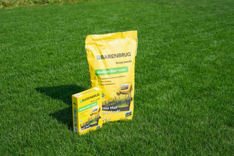 Resilient Blue Lawn 3.jpg